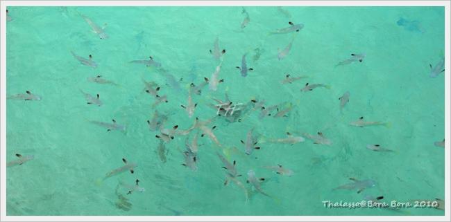 Thalasso035.JPG